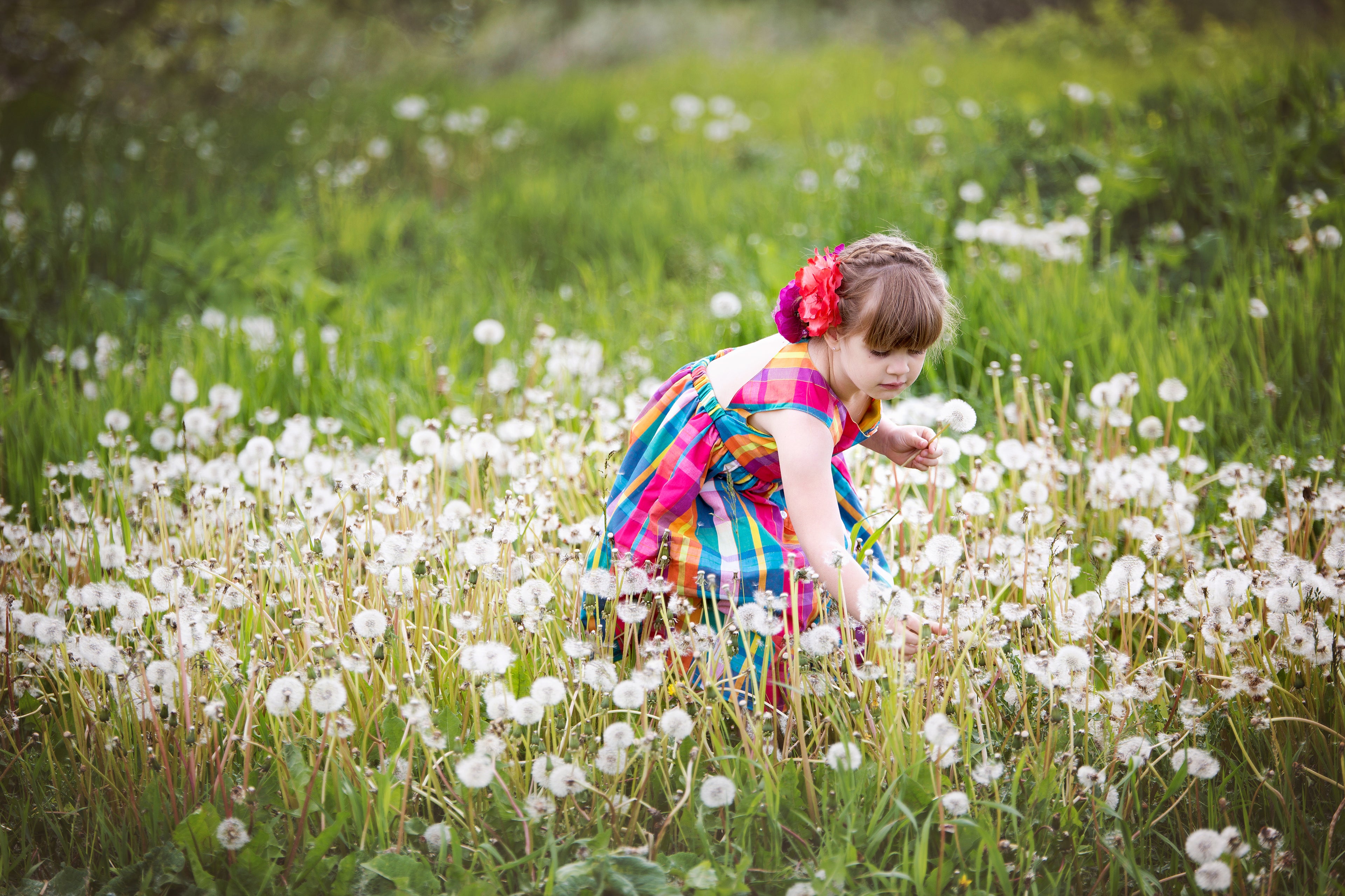 Child picking dandelions